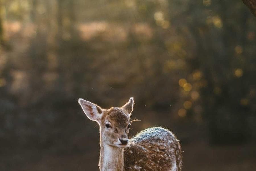 Trinidad : Shell annonce un investissement de 2 Mds $ dans le gaz naturel liquéfié